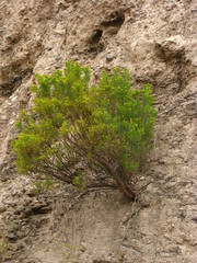Dyscritothamnus filifolius