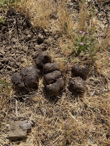 iNaturalist observation photo of Carnivorans
