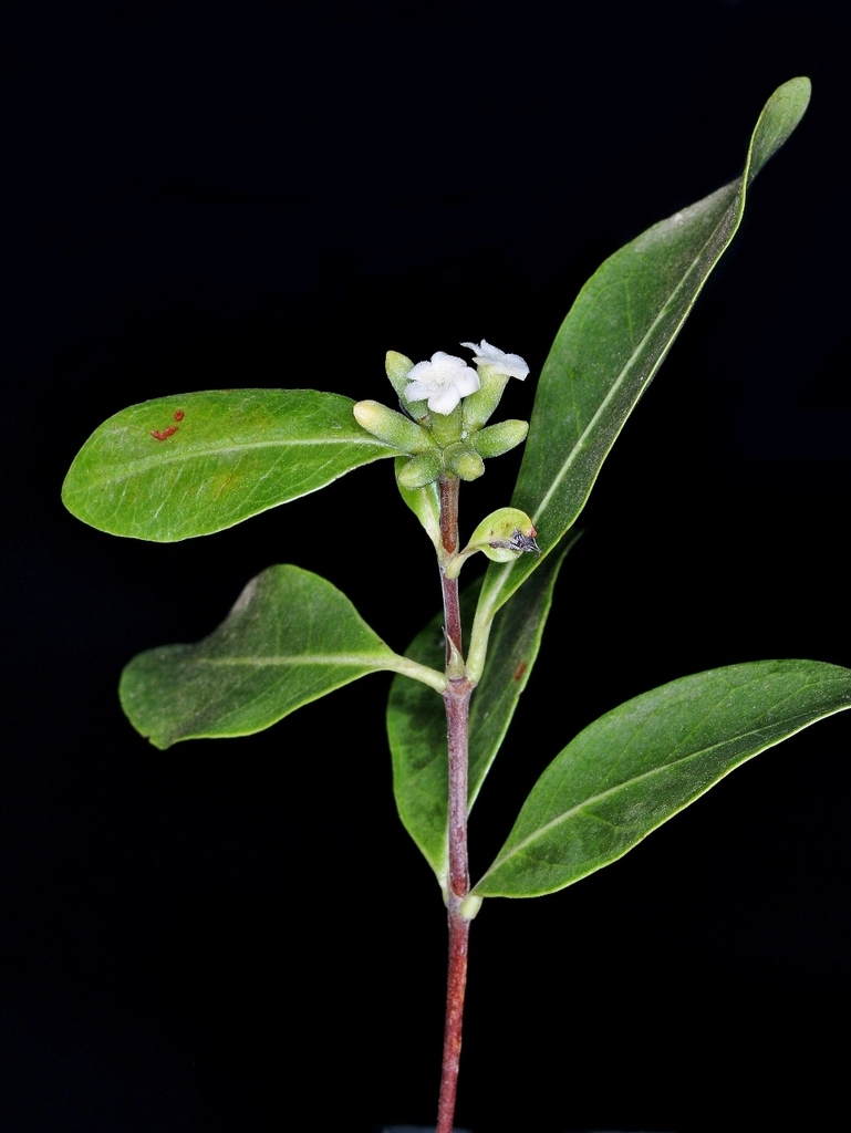 Cordiera