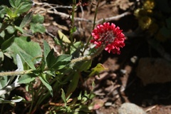 Trifolium africanum