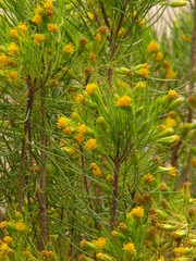 Dyscritothamnus filifolius