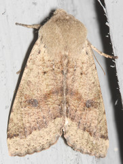 Orthosia pacifica