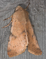 Orthosia pacifica