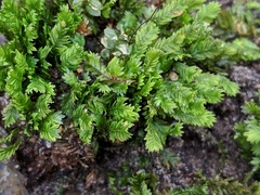 Fissidens osmundioides