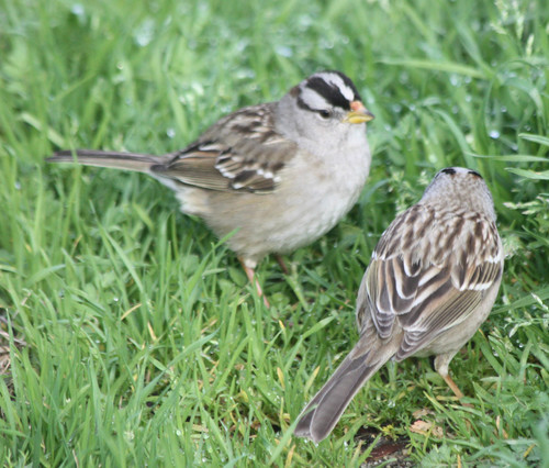 White-crowned Sparrow photographed in California