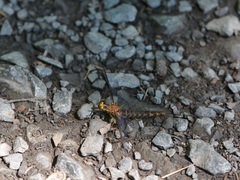 Hexagenia atrocaudata