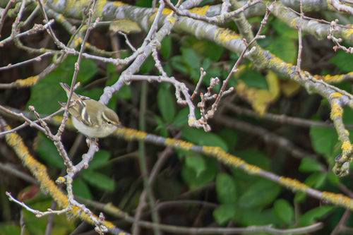 Mosquitero bilistado (Phylloscopus inornatus)
