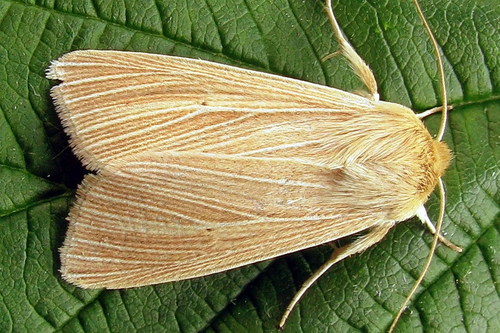 Common Wainscot