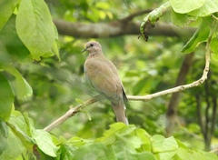 Streptopelia senegalensis