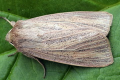 Mythimna pudorina