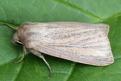 Mythimna pudorina