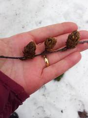 Betula alleghaniensis