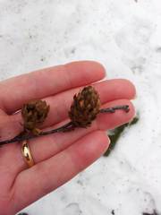 Betula alleghaniensis