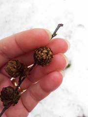 Betula alleghaniensis