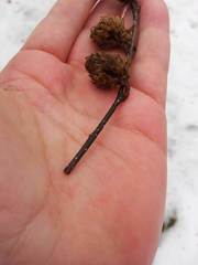 Betula alleghaniensis