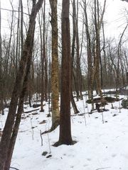 Betula alleghaniensis