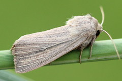 Mythimna pudorina