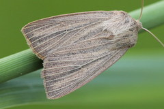 Mythimna pudorina