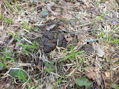 Cheilymenia stercorea