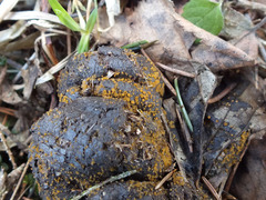 Cheilymenia stercorea