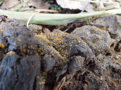 Cheilymenia stercorea