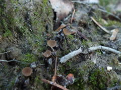Ciboria betulicola