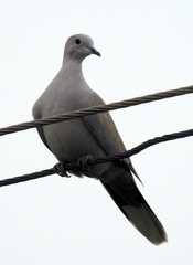 Streptopelia decaocto