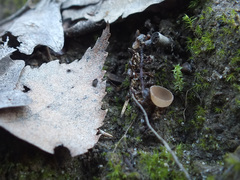 Ciboria betulicola