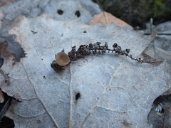 Ciboria betulicola