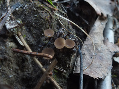 Ciboria betulicola