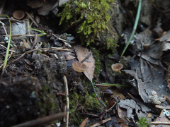 Ciboria betulicola