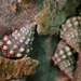 Echinolittorina malaccana - Photo (c) MSOne, algunos derechos reservados (CC BY-NC-ND), subido por MSOne