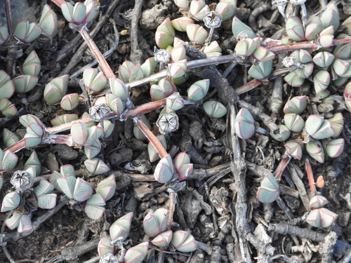 Granite Matfig (Antimima granitica)