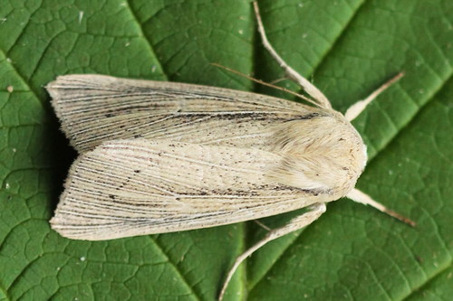 Southern Wainscot, photo 7 of 10