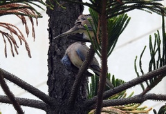 Streptopelia decaocto