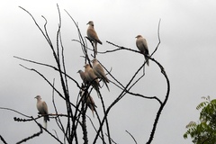 Streptopelia decaocto