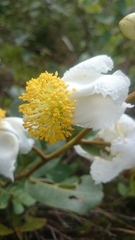 Kielmeyera variabilis
