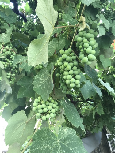 vinič hroznorodý (Vitis vinifera)