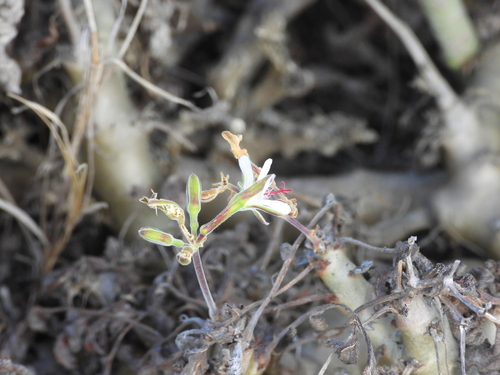 Image of Pelargonium carnosum by (c) amantedarmanin, some rights reserved (CC BY)