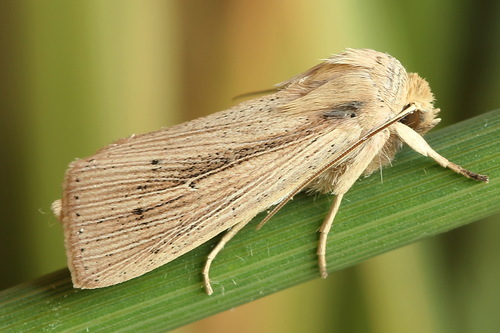 Southern Wainscot, photo 9 of 10