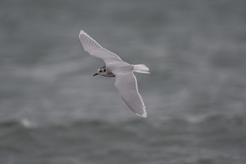 Gaviota enana (Hydrocoloeus minutus)