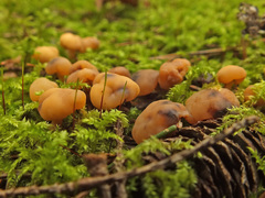 Cudonia confusa