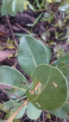 Kielmeyera variabilis