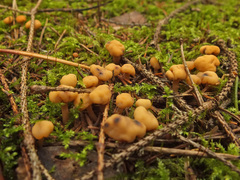 Cudonia confusa