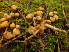 Cudonia confusa