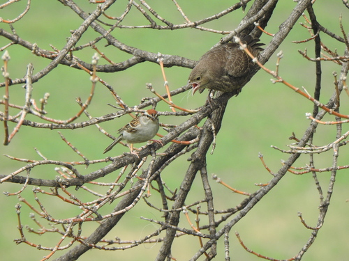 Brown-headed Cowbird photographed in Minnesota