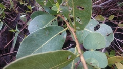 Kielmeyera variabilis