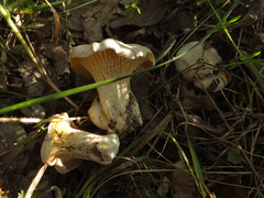Cantharellus pallens