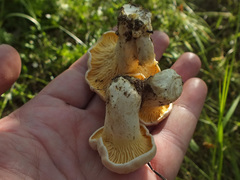 Cantharellus pallens