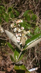 Miconia fallax